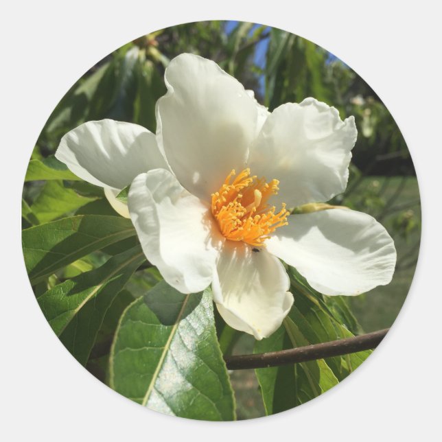 Franklinia alatamaha classic round sticker (Front)