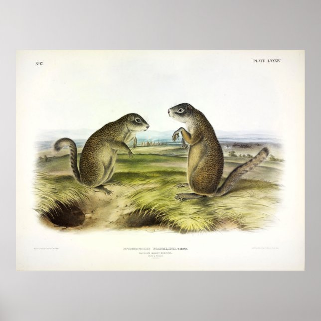 Franklin's Marmot-Squirrel or Ground Squirrel Poster (Front)