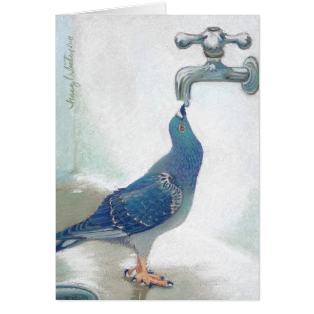 Frank's Pidgeon (Front)