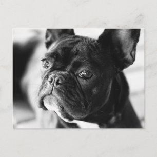 Französisch Bulldog Postcard