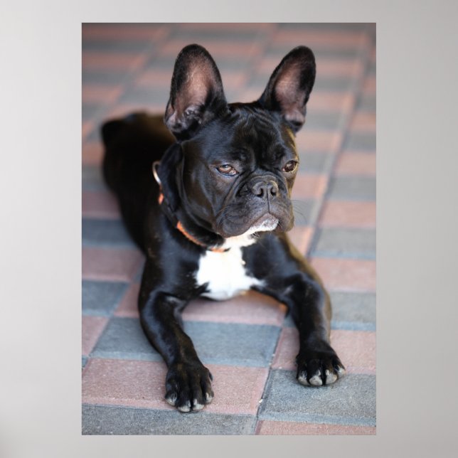 Französisch Bulldog Poster (Front)