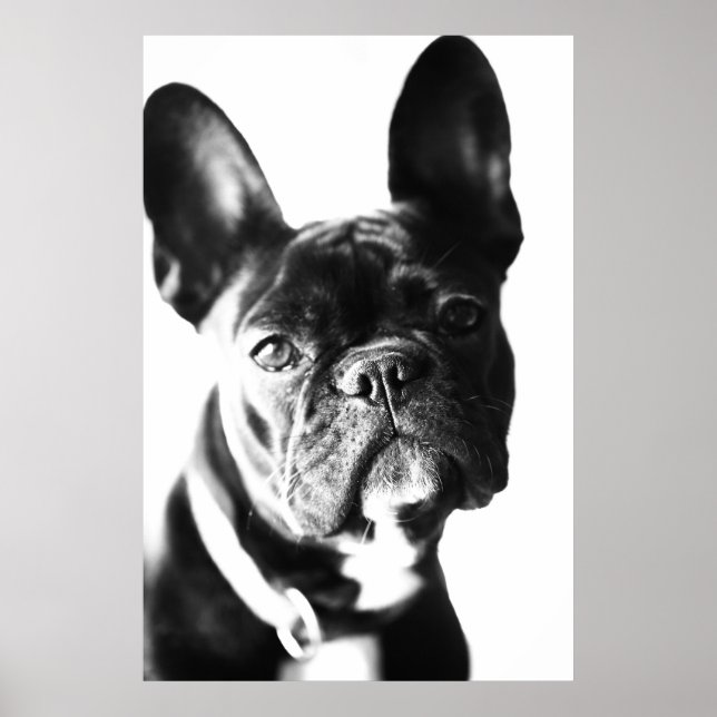 französische Bulldogg Poster (Front)