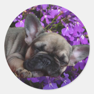 Französische Bulldogge Aufkleber Classic Round Sticker