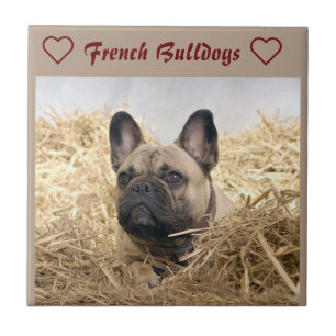 Französische Bulldogge Keramikfliese Ceramic Tile