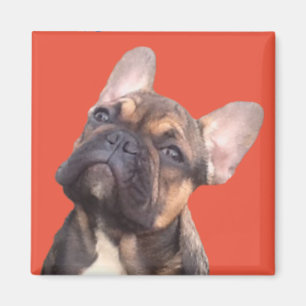 Französische Bulldogge Magnet