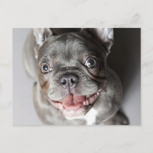 Französische Bulldogge Postcard