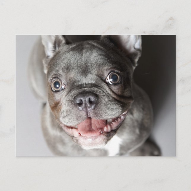 Französische Bulldogge Postcard (Front)