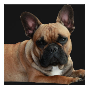 Französische Bulldogge Poster