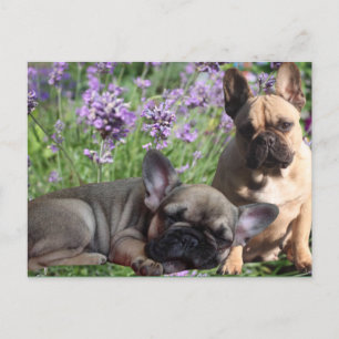 Französische Bulldogge Postkarte Postcard