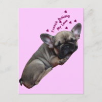 Französische Bulldogge Postkarte