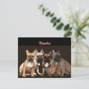Französische Bulldogge Rudel French Bulldog Postcard