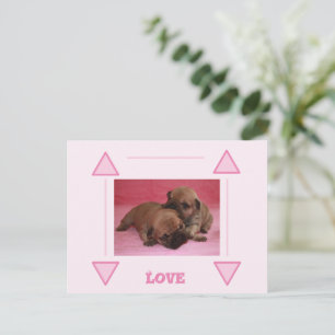 Französische Bulldogge Welpe Postcard