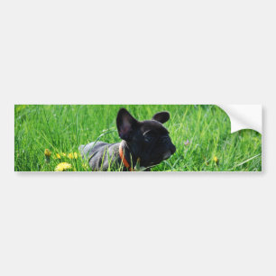 Französische Bulldoggen Autoaufkleber Bumper Sticker