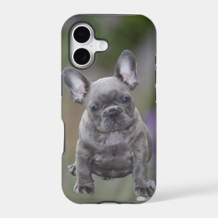 Französische Bulldoggen IPhone 11 Pad Hülle