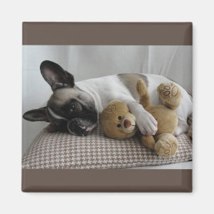 Französische Bulldoggen Magnet