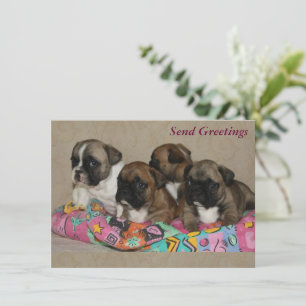 Französische Bulldoggen Postkarte