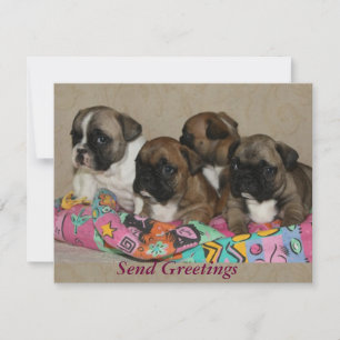 Französische Bulldoggen Postkarte Invitation
