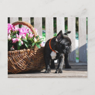 Französische Bulldoggen Postkarte Postcard