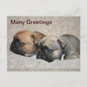 Französische Bulldoggen Postkarte Postcard