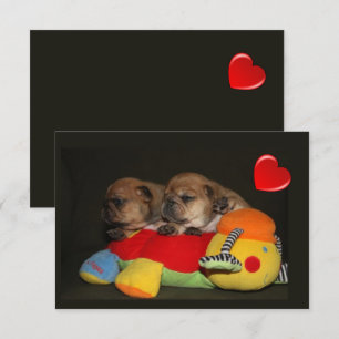 Französische Bulldoggen Welpen Brotdose Save The Date