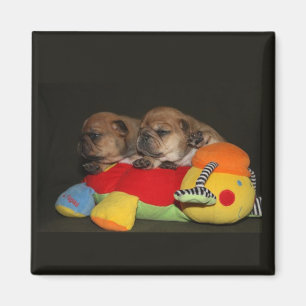 Französische Bulldoggen Welpen Magnet
