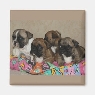 Französische Bulldoggen Welpen Magnet