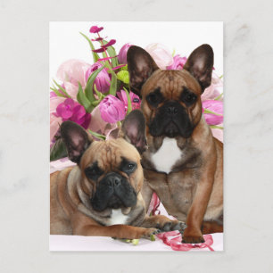 Französischen Bulldoggen Postcard