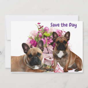 Französischen Bulldoggen save the day Holiday Card