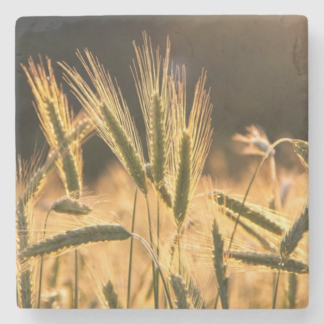 Frarm Fresh Wheat Field Stone Coaster (Front)