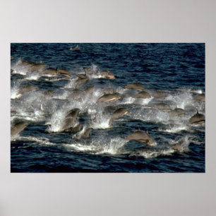 Fraser's dolphin poster