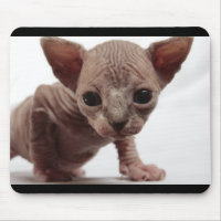 Freaky Cute Furless Sphynx Kitten