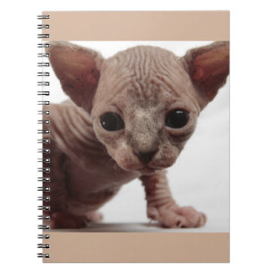 Freaky Cute Furless Sphynx Kitten Notebook