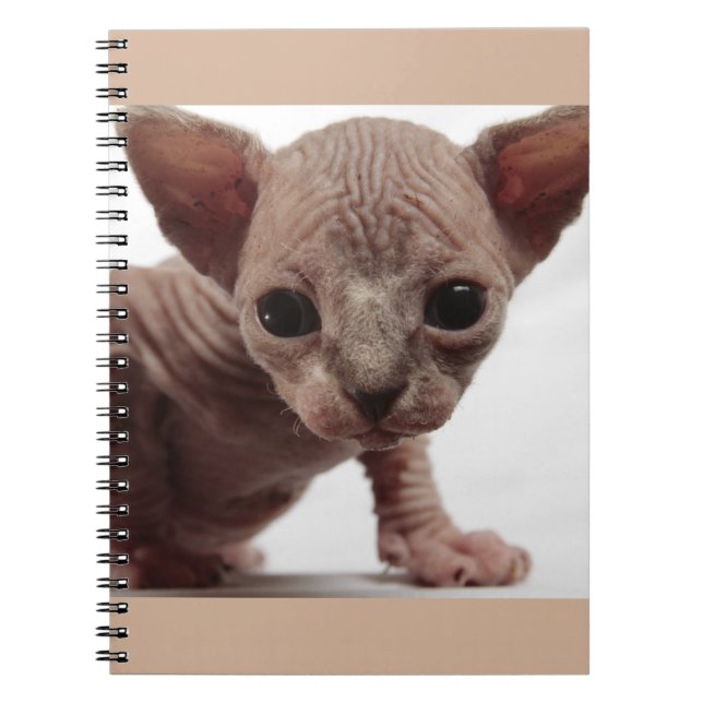 Freaky Cute Furless Sphynx Kitten Notebook (Front)