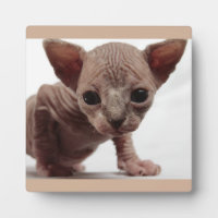 Freaky Cute Furless Sphynx Kitten