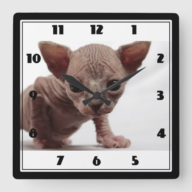 Freaky Cute Furless Sphynx Kitten Square Wall Clock (Front)