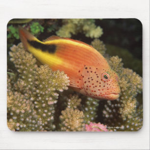 Freckled hawkfish perches on stony corals mouse pad