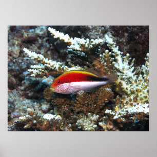 Freckled Hawkfish Poster