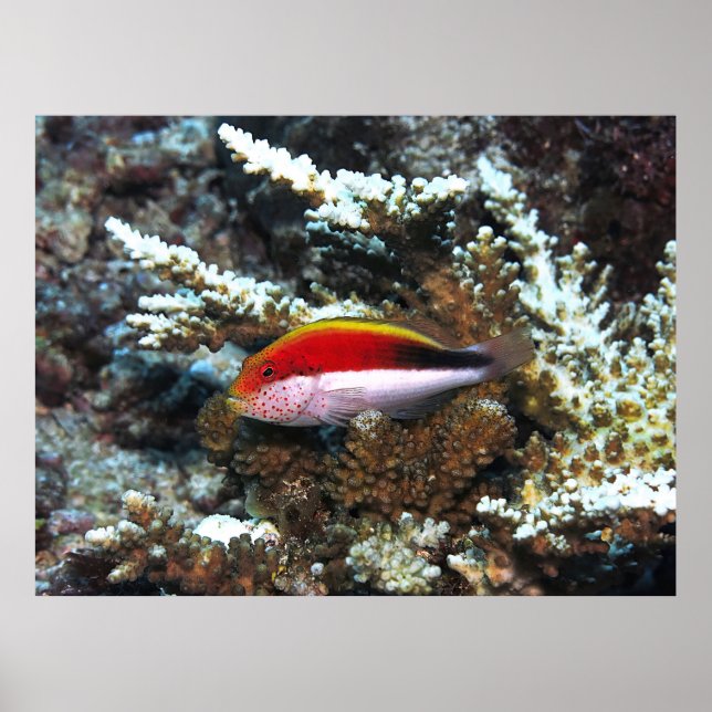 Freckled Hawkfish Poster (Front)