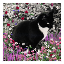 Freckles in Flowers II - Tuxedo Kitty Cat