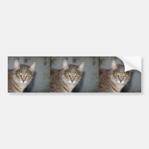 Fred Bumper Sticker