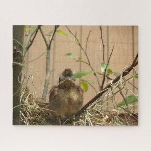 Fred the baby cardinal -- puzzle