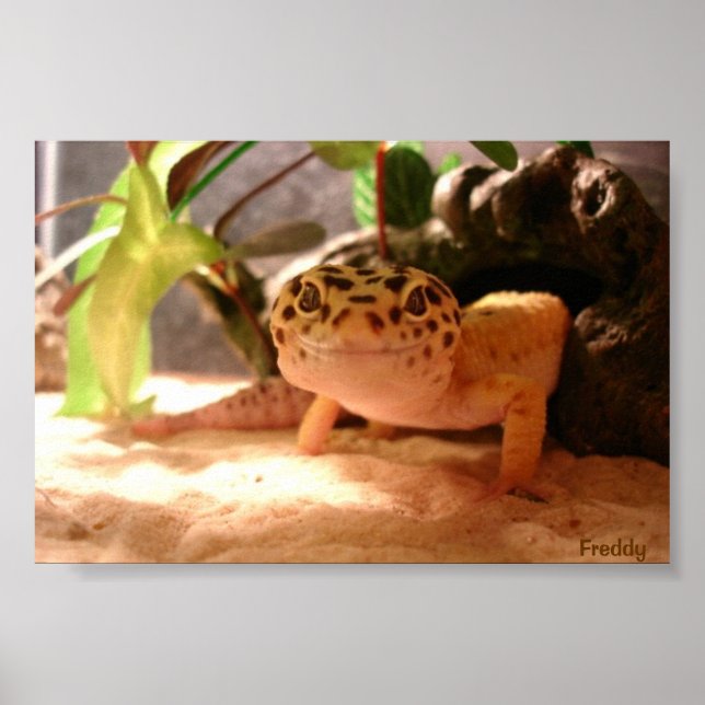 Freddy Poster (Front)