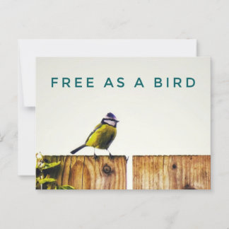 Free as a Bird Postcard