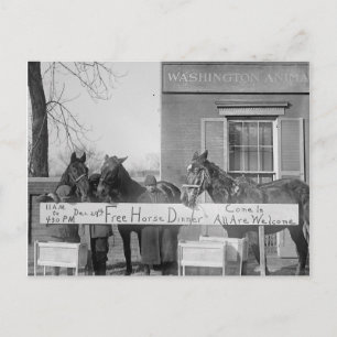 Free Dinner for Horses, 1923 Postcard