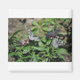 Free Family Tree Nymph, Blue Tiger Butterflies Magnet