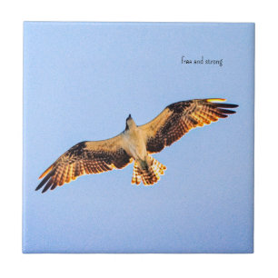 Free Osprey art Ceramic Tile