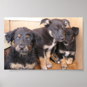 Free Puppies Poster