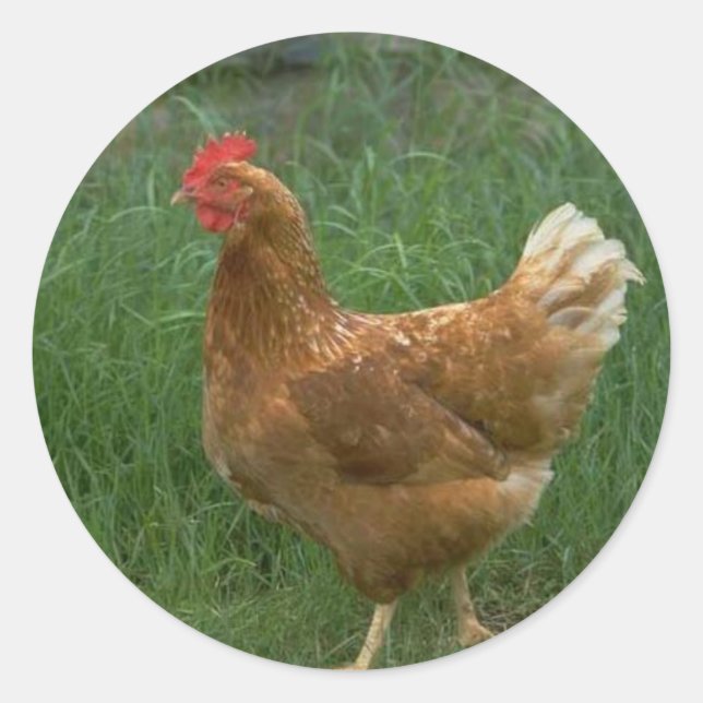 Free Range Chicken Classic Round Sticker (Front)
