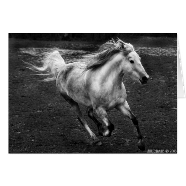 Free Range Joy by Sande Elkins (Front Horizontal)