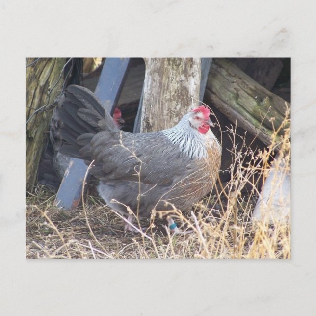 Free Range Silver Grey Dorking Hen Postcard (Front)